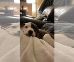 Small #2 American Staffordshire Terrier Mix