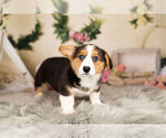 Small Photo #9 Pembroke Welsh Corgi Puppy For Sale in WARSAW, IN, USA