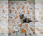 Small #1 Pomeranian