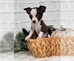 Small #5 Chihuahua