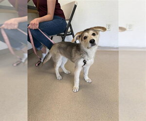 Siberian Husky Dogs for adoption in Long Beach, CA, USA