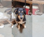 Small Photo #22 Australian Shepherd Puppy For Sale in SALEM, OR, USA