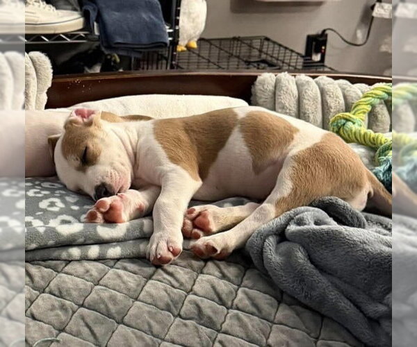 Medium Photo #2 Mutt Puppy For Sale in Wenonah, NJ, USA