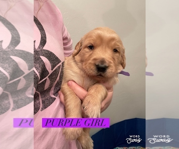 Medium Photo #4 Golden Retriever Puppy For Sale in STILLWATER, OK, USA