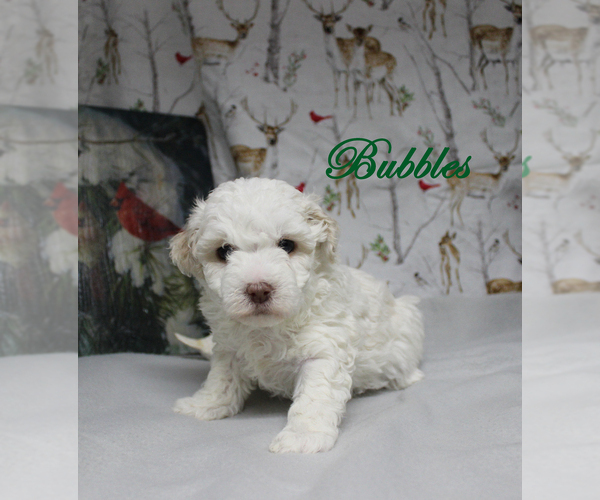 Medium Photo #2 Poodle (Toy) Puppy For Sale in CHANUTE, KS, USA