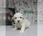 Small Photo #2 Poodle (Toy) Puppy For Sale in CHANUTE, KS, USA