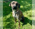 Small #1 Plott Hound