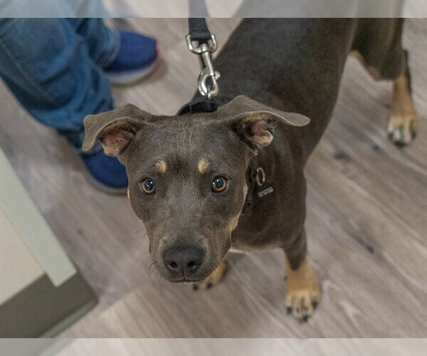 Medium Photo #1 Mutt Puppy For Sale in Martinez, CA, USA