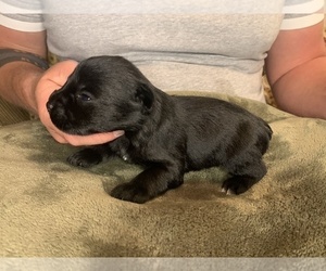 Schnauzer (Miniature) Puppy for sale in JEFFERSON, SC, USA