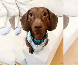 Dachshund Dogs for adoption in Lee's Summit, MO, USA