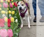 Small #11 American Pit Bull Terrier Mix