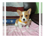 Small #12 Pembroke Welsh Corgi