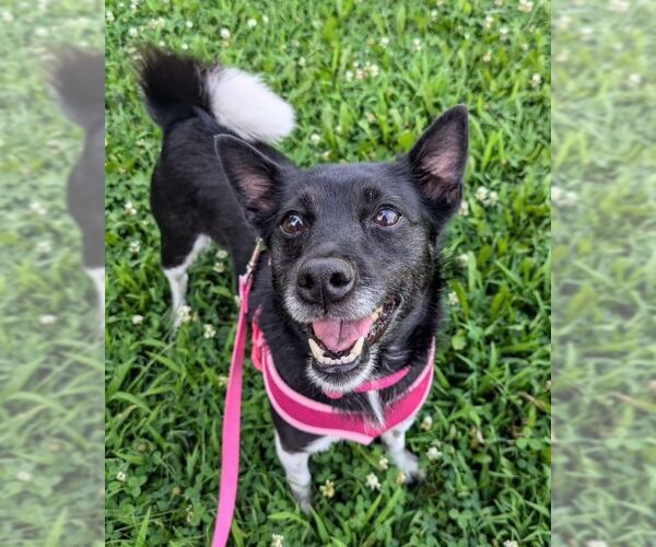 Medium Photo #4 Mutt Puppy For Sale in Williamsburg, IA, USA