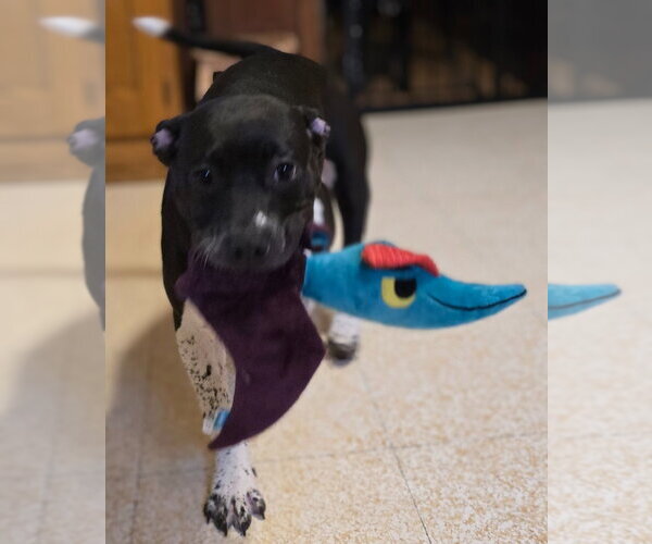 Medium Photo #4 Mutt Puppy For Sale in Minneapolis, MN, USA