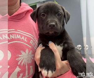 Labrador Retriever-Unknown Mix Dogs for adoption in Washington, DC, USA