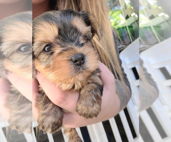 Medium Photo #4 Yorkshire Terrier Puppy For Sale in LINCOLN CITY, OR, USA