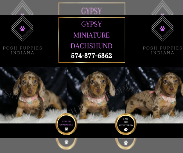 Medium Photo #2 Dachshund Puppy For Sale in WARSAW, IN, USA