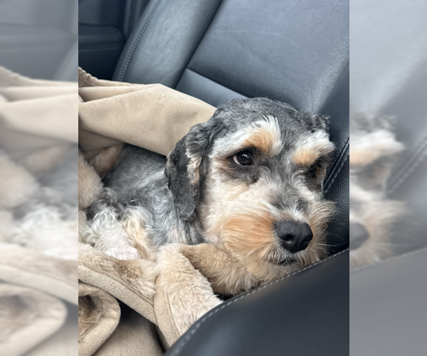 Medium Photo #3 Cavapoo (Miniature) Puppy For Sale in McKinney, TX, USA