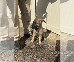 Small Photo #4 German Malinois Puppy For Sale in FREDERICKSBURG, VA, USA