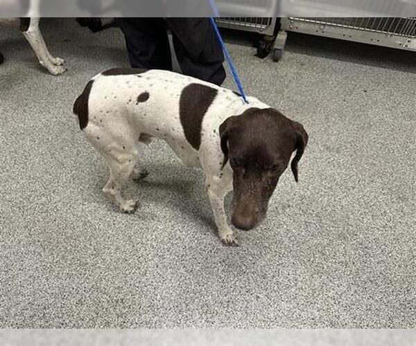 Medium Photo #1 German Shorthaired Pointer Puppy For Sale in Houston, TX, USA