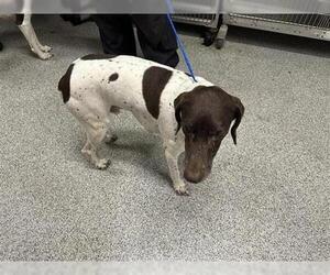 German Shorthaired Pointer Dogs for adoption in Houston, TX, USA