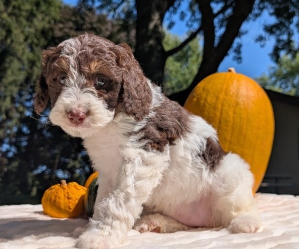 Medium Photo #26 Miniature Bernedoodle Puppy For Sale in GOSHEN, IN, USA