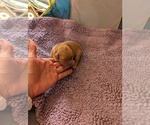 Small #13 English Cream Golden Retriever