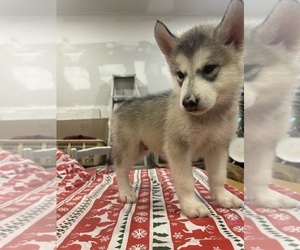 Alaskan Malamute Puppy for sale in SAINT CHARLES, MI, USA