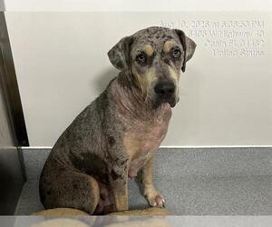 Catahoula Leopard Dog Dogs for adoption in Ocala, FL, USA
