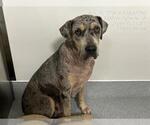 Small Catahoula Leopard Dog