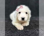 Small #3 Great Pyrenees Mix
