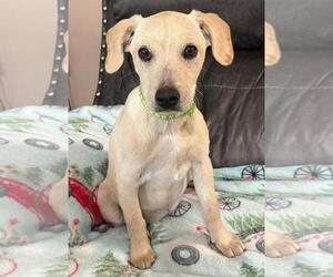 Labrador Retriever-Unknown Mix Dogs for adoption in Oakhurst, NJ, USA