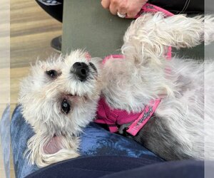 Poodle (Toy)-Unknown Mix Dogs for adoption in Westmont, IL, USA