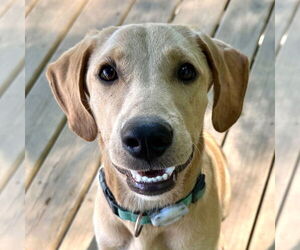 Labrador Retriever-Unknown Mix Dogs for adoption in Canton, CT, USA