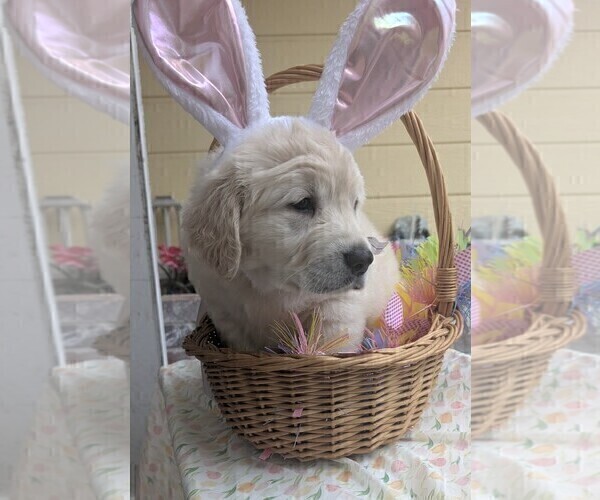 Medium Photo #9 Golden Retriever Puppy For Sale in MODESTO, CA, USA