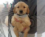 Small #2 Golden Retriever