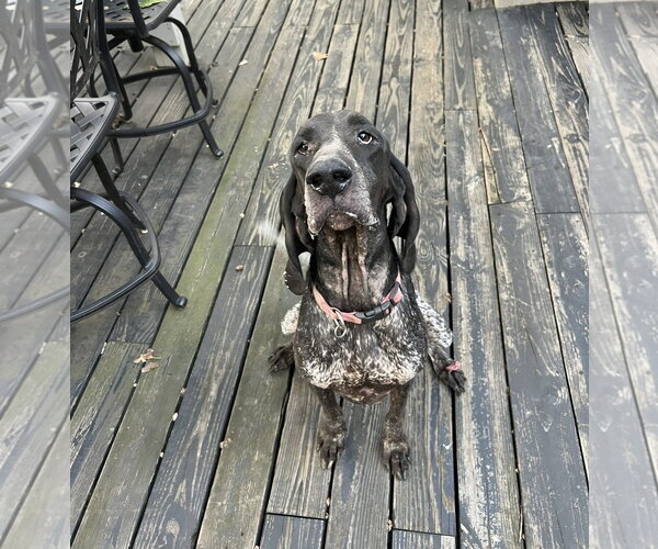 Medium Photo #5 Bluetick Coonhound Puppy For Sale in Crystal, MN, USA