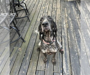 Blair *longest ears award* - Female Bluetick Coonhound Dog for Adoption - Photo #5