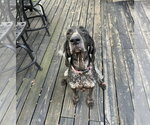 Small Photo #5 Bluetick Coonhound Puppy For Sale in Crystal, MN, USA