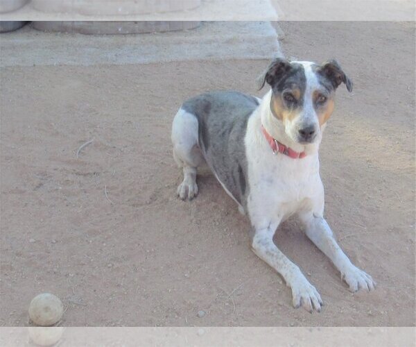 Medium Photo #5 Catahoula Leopard Dog Puppy For Sale in Apple Valley, CA, USA