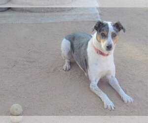 Bronson- ** - Male Catahoula Leopard Dog Dog for Adoption - Photo #5