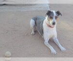 Small #4 Catahoula Leopard Dog