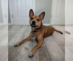 Small #4 Boston Terrier Mix