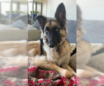 Small #7 German Shepherd Dog Mix