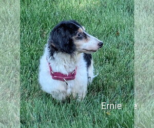 Ernie - Male Dachshund Dog for Adoption - Photo #3