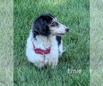 Small Photo #3 Dachshund Puppy For Sale in Sioux Falls, SD, USA