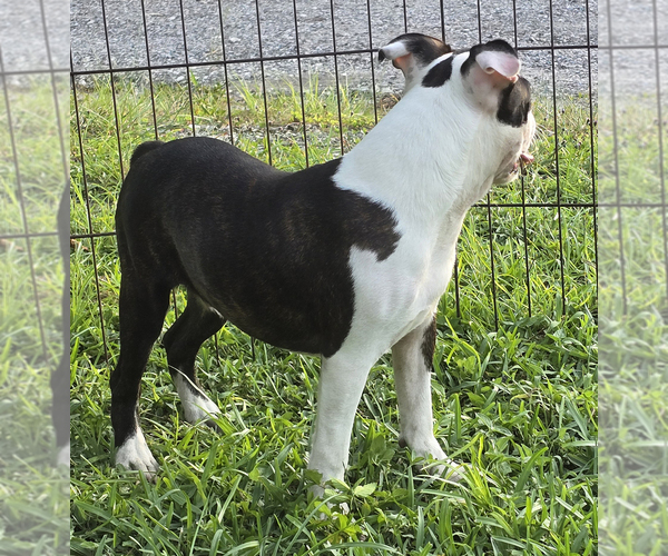 Medium Photo #6 Boston Terrier Puppy For Sale in BROOKSVILLE, FL, USA