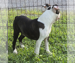 Small #5 Boston Terrier