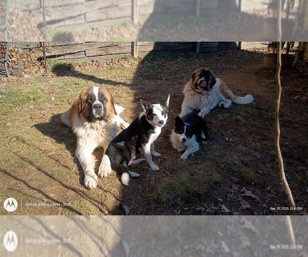 Medium Photo #1 Border Collie-Moscow Watchdog Mix Puppy For Sale in COLUMBIA, TN, USA