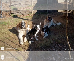 Father of the Border Collie-Moscow Watchdog Mix puppies born on 12/02/2025